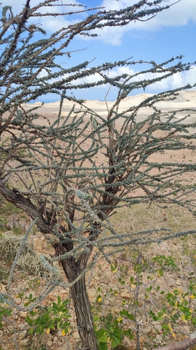 Chapmannia sericea