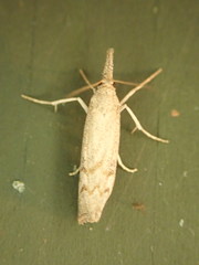 Neodactria