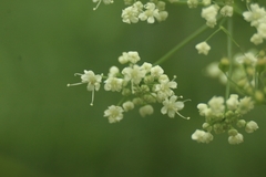 Pimpinella major