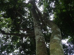 Antheroporum glaucum