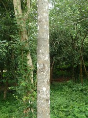 Dialium cochinchinense