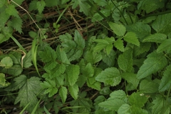Pimpinella major