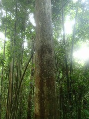 Dipterocarpus grandiflorus