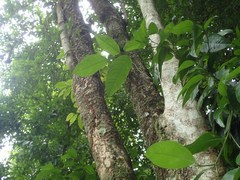 Ehretia laevis