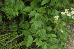 Pimpinella major