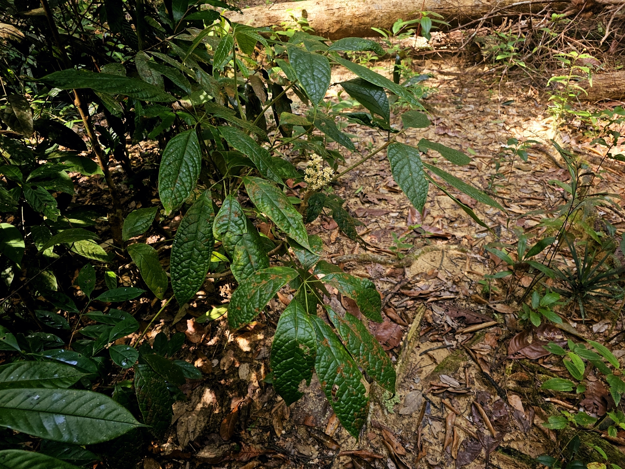 Heptapleurum farinosum