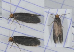 Cephimallota crassiflavella