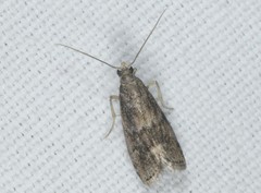 Glyptoteles leucacrinella