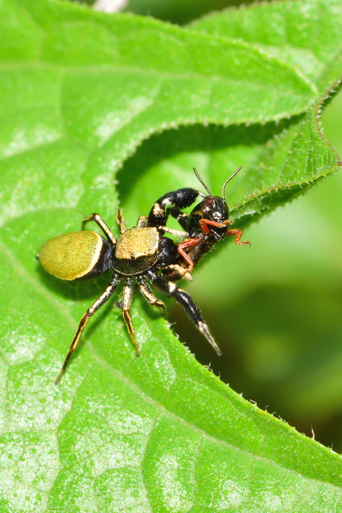 Sassacus barbipes