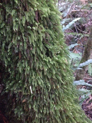 Pyrrhobryum paramattense