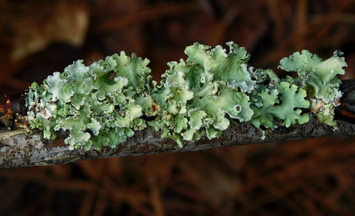 powdered ruffle lichen