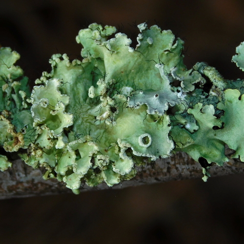 powdered ruffle lichen