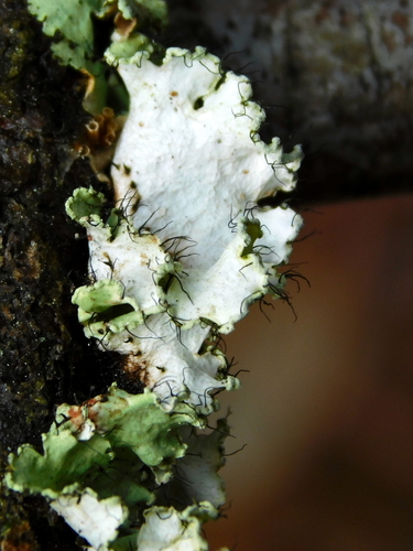powdered ruffle lichen
