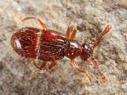 Decarthron longulum