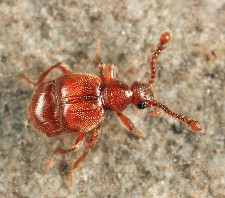 Decarthron stigmosum
