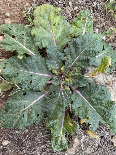 Mandragora officinarum, photograph 4