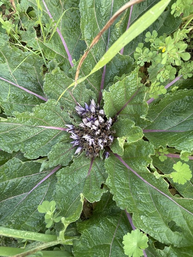Mandragora officinarum, photograph 3