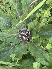 Mandragora officinarum, photograph author not stated, no rights reserved