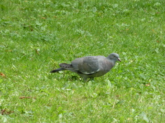 Columba palumbus