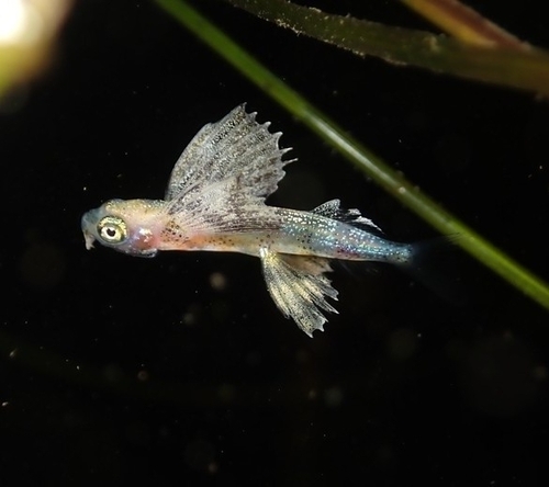 Blotchwing flyingfish (Cheilopogon hubbsi) — Exocoetidae