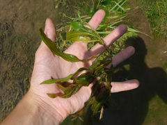 Potamogeton illinoensis