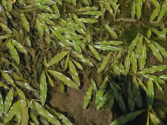 Potamogeton illinoensis