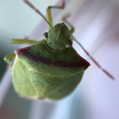 Thyanta pallidovirens