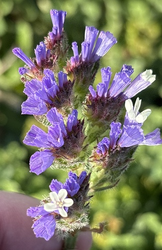 Limonium sinuatum