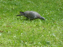 Columba palumbus