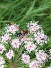Leucozona glaucia
