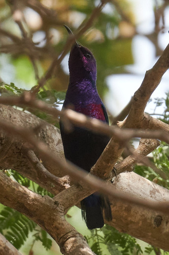 Splendid Sunbird (Cinnyris coccinigastrus), photo 9