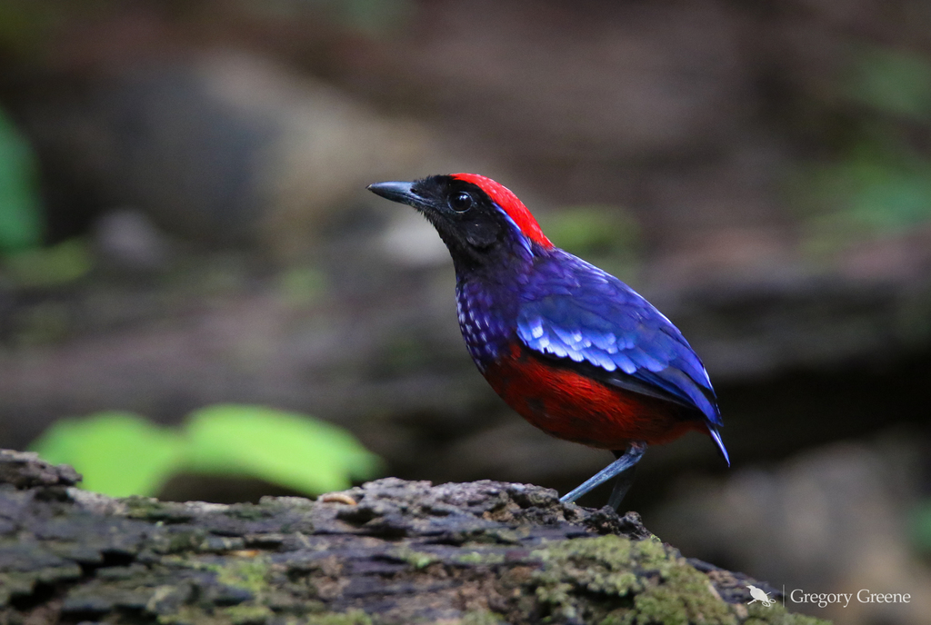 Red-bellied Pittas