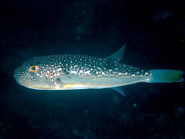 Shosai-Fugu