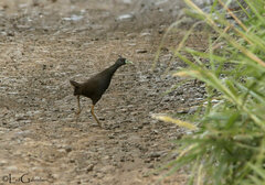 Plain Bush-Hen photo 2