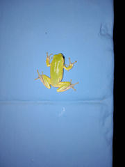 Hyla intermedia perrini