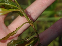 Potamogeton illinoensis
