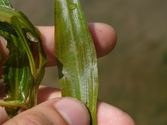 Potamogeton illinoensis