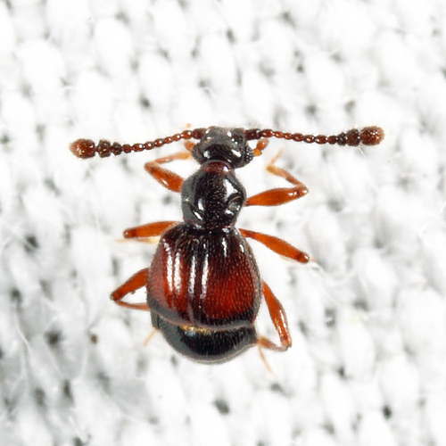 Rybaxis mystica