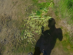 Potamogeton illinoensis