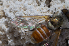 Chrysanthrax crocinus