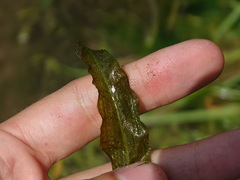 Potamogeton illinoensis