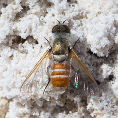 Chrysanthrax crocinus
