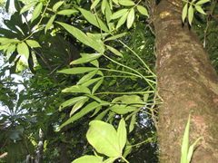 Philodendron tripartitum