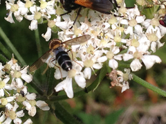Leucozona glaucia