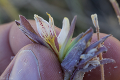 Chloropyron maritimum canescens