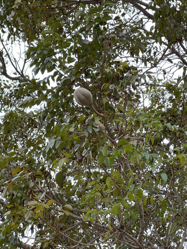 Image of Swietenia mahagoni by (c) Codrin Bucur, some rights reserved (CC BY)