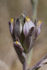Chloropyron maritimum canescens