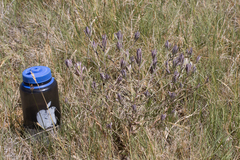 Chloropyron maritimum canescens