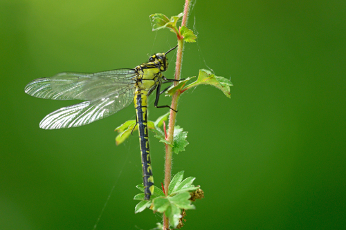 Common Clubtail, Boxtel, Netherlands, photo 5 of 10