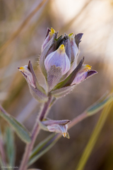 Chloropyron maritimum canescens